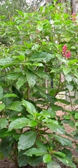 Megaskepasma