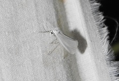 Tipanaea patulella