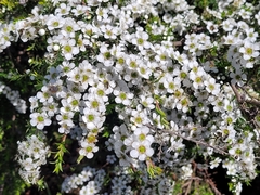 Leptospermum scoparium