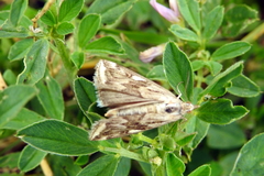 Loxostege cereralis