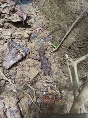 Thecadactylus rapicauda