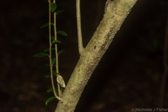 Pittosporum lancifolium