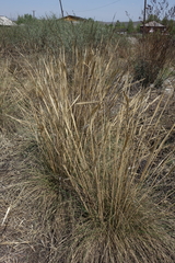 Stipa splendens