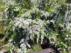 Leptospermum scoparium
