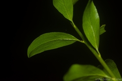 Pittosporum lancifolium