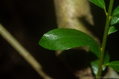 Pittosporum lancifolium