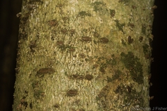 Pittosporum lancifolium