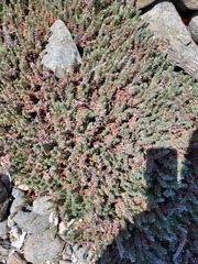 Chenolea diffusa