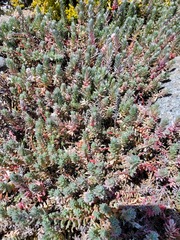 Chenolea diffusa