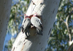 Eolophus roseicapilla albiceps