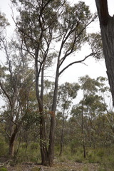 Eucalyptus macrorhyncha