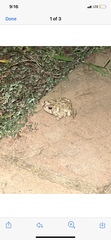 Anaxyrus fowleri