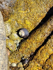 Trochoidea