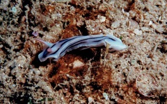 Chromodoris lochi