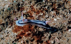 Chromodoris lochi