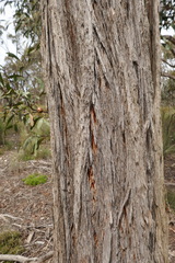 Eucalyptus macrorhyncha