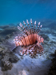 Pterois volitans