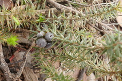 Acrotriche serrulata