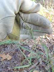 Bouteloua curtipendula