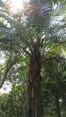 Parajubaea cocoides