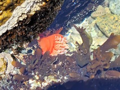 Actiniidae