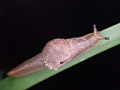 Stanisicarion freycineti
