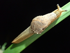 Stanisicarion freycineti