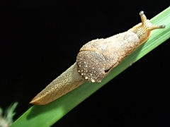 Stanisicarion freycineti