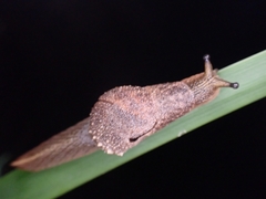 Stanisicarion freycineti