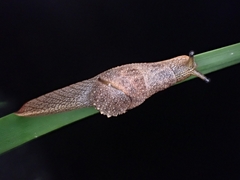 Stanisicarion freycineti