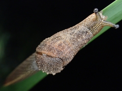 Stanisicarion freycineti