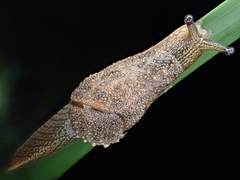 Stanisicarion freycineti