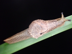 Stanisicarion freycineti