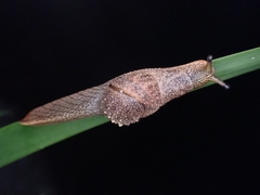 Stanisicarion freycineti