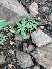 Oenothera primiveris