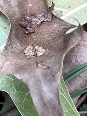 Tischeria quercitella