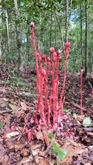 Monotropa coccinea