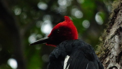 Campephilus magellanicus