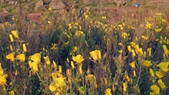 Balbisia peduncularis