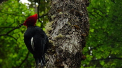 Campephilus magellanicus