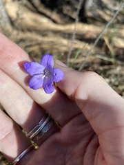 Campanula parryi