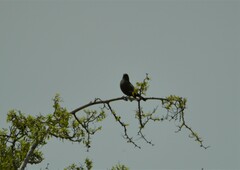 Molothrus bonariensis