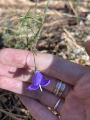 Campanula parryi