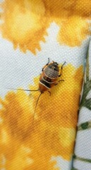 Ellipsidion humerale