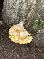 Laetiporus sulphureus