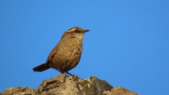 Scelorchilus albicollis