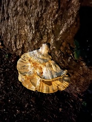 Laetiporus sulphureus