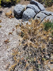 Lessertia frutescens