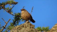 Scelorchilus albicollis