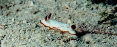 Goniobranchus